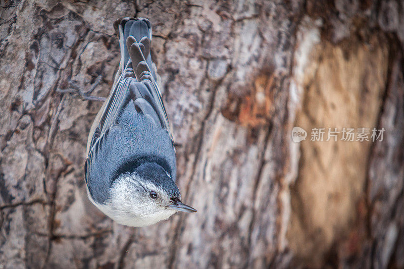 白胸sittelle (Sitta carolinensis)。白胸五子雀。